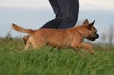 ADULTE ET CHIEN 488